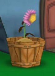 Wilted Flower (Click to Enlarge)