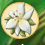 Lily Petals Collected.Png