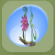 Daisy Bloom Swing Pink Plumeria.Png