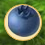 Blueberries Collected.Png