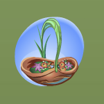 Wild Walnut Basket