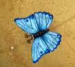 Butterfly Painter Butterfly Pattern Blue Colored.png