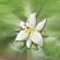 Lily Petals In Game.Png