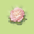 Rose Petal