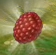 Raspberries In Game.Png