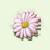 Daisy Petal